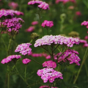 Deep Rose Yarrow Flower Plants, Yarrow Plants Live Indoor, Set 4 Plants, 3 To 5 Inches Tall, Yarrow Live Plant Pot 4 Inch