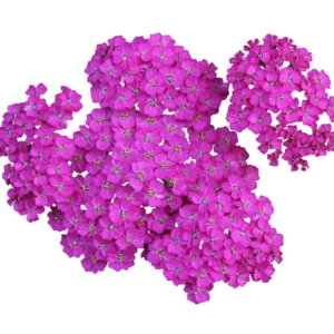 Yarrow Plants Live Indoor, Set 2 Plants, Deep Rose Yarrow Live Plants, 3 To 5 Inches Tall, Yarrow Plant Pot 4 Inches, Yarrow Flower Plants