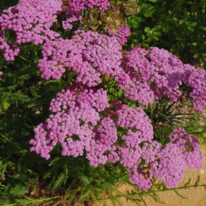 Set 6 Yarrow Plants Live Outdoors Indoors, 4 Inches Pot, Deep Rose Yarrow Live Plants, Yarrow Flower Plants