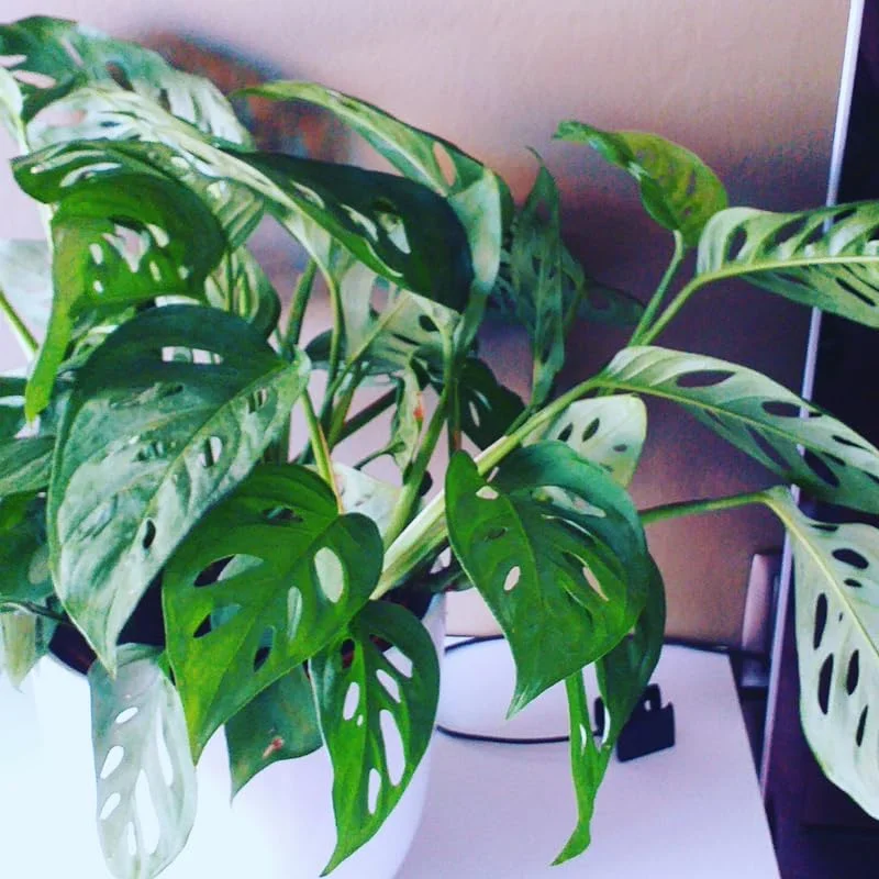 Live Monstera Plant Pot, Set 4 Plants, Monstera Live Plants Indoor, 3 To 5 Inches Tall, Monstera Plant Live Starter Plants