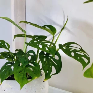 Live Monstera Plant Pot, Set 4 Plants, Monstera Live Plants Indoor, 3 To 5 Inches Tall, Monstera Plant Live Starter Plants