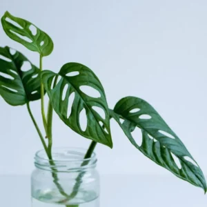 Monstera Live Plants Indoor, Live Monstera Plant Pot, Combo 6 Plants, Monstera Plant Live Starter Plants From 3 Inches To 5 Inches In Height