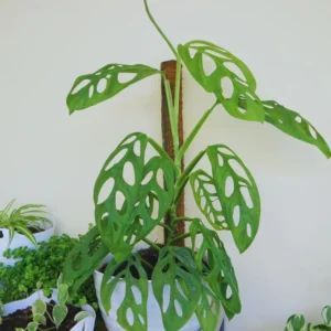 Monstera Live Plants Indoor, Live Monstera Plant Pot, Combo 6 Plants, Monstera Plant Live Starter Plants From 3 Inches To 5 Inches In Height