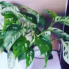 Monstera Live Plants Indoor, Live Monstera Plant Pot, Combo 6 Plants, Monstera Plant Live Starter Plants From 3 Inches To 5 Inches In Height