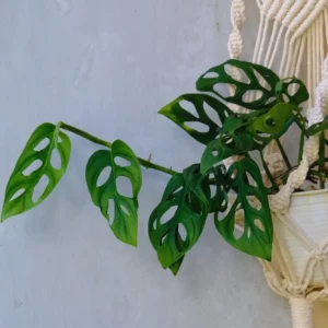 Monstera Live Plants Indoor, Live Monstera Plant Pot, Combo 6 Plants, Monstera Plant Live Starter Plants From 3 Inches To 5 Inches In Height