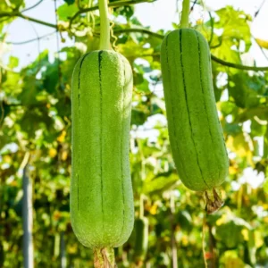 Luffa Plants Live, Live Luffa Plants, 02 Plants in 4 Inch Pot, Luffa Gourd Plant, Loofah Plant Live Indoor Outdoor
