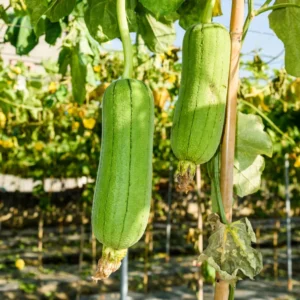 Luffa Plants Live, Live Luffa Plants, 04 Plants in 4 Inch Pot, Luffa Gourd Plant, Loofah Plant Live Indoor Outdoor, Luffa Plant Pot