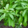 Live Stevia Plant, Sweet Leaf Stevia Live Plant, Stevia Plant Live for Planting Indoor Outdoor, Herb Plant Live Well Rooted