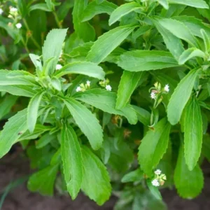 Live Stevia Plant, Sweet Leaf Stevia Live Plant, Stevia Plant Live for Planting Indoor Outdoor, Herb Plant Live Well Rooted