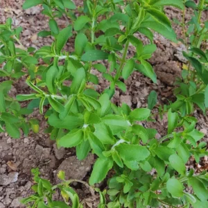 Live Stevia Plant, Sweet Leaf Stevia Live Plant, Stevia Plant Live for Planting Indoor Outdoor, Herb Plant Live Well Rooted