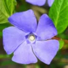 2 Vinca Plants Live, Creeping Periwinkle Plants Live, Vinca Minor Live Plant Indoor, Vinca Plant Pot, Ground Cover Plant Live, 4 to 6 Inches Tall In 4 Inches Pot