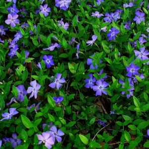 2 Vinca Minor Plants Live, Creeping Periwinkle Plants Live, Vinca Minor Live Plant Indoor, Purple Vinca Plant Pot, Ground Cover Plant Live, 3 to 6 Inches Tall In 4 Inches Pot