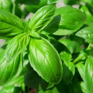 4 Sweet Basil Plants Live, Basil Live Plant, 3 to 5 Inc Tall, Large Leaf Basil Plants, Basil Herb Plant Indoors Outdoors