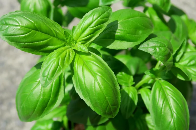 4 Sweet Basil Plants Live, Basil Live Plant, 3 to 5 Inc Tall, Large Leaf Basil Plants, Basil Herb Plant Indoors Outdoors