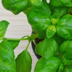 4 Sweet Basil Plants Live, Basil Live Plant, 3 to 5 Inc Tall, Large Leaf Basil Plants, Basil Herb Plant Indoors Outdoors