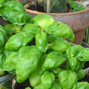 4 Sweet Basil Plants Live, Basil Live Plant, 3 to 5 Inc Tall, Large Leaf Basil Plants, Basil Herb Plant Indoors Outdoors