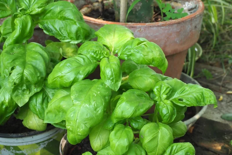4 Sweet Basil Plants Live, Basil Live Plant, 3 to 5 Inc Tall, Large Leaf Basil Plants, Basil Herb Plant Indoors Outdoors