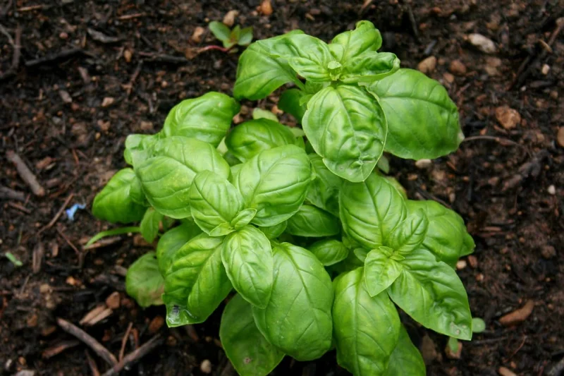 4 Sweet Basil Plants Live, Basil Live Plant, 3 to 5 Inc Tall, Large Leaf Basil Plants, Basil Herb Plant Indoors Outdoors