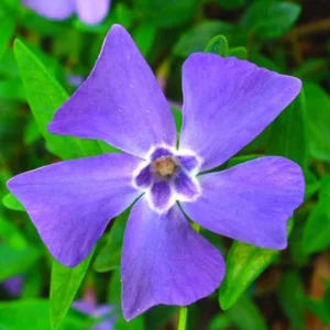 Pack 04 of Vinca Minor Plants Live, Creeping Periwinkle Plants Live, Vinca Minor Live Plant Indoor, 3 to 6 Inches Tall, Purple Vinca Plant Pot, Ground Cover Plant Live In 4 Inches Pot