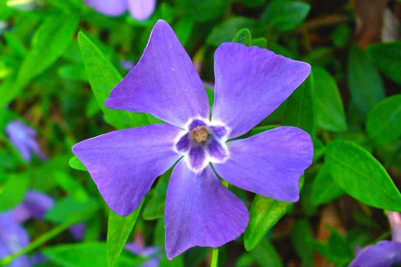 Pack 04 of Vinca Minor Plants Live, Creeping Periwinkle Plants Live, Vinca Minor Live Plant Indoor, 3 to 6 Inches Tall, Purple Vinca Plant Pot, Ground Cover Plant Live In 4 Inches Pot