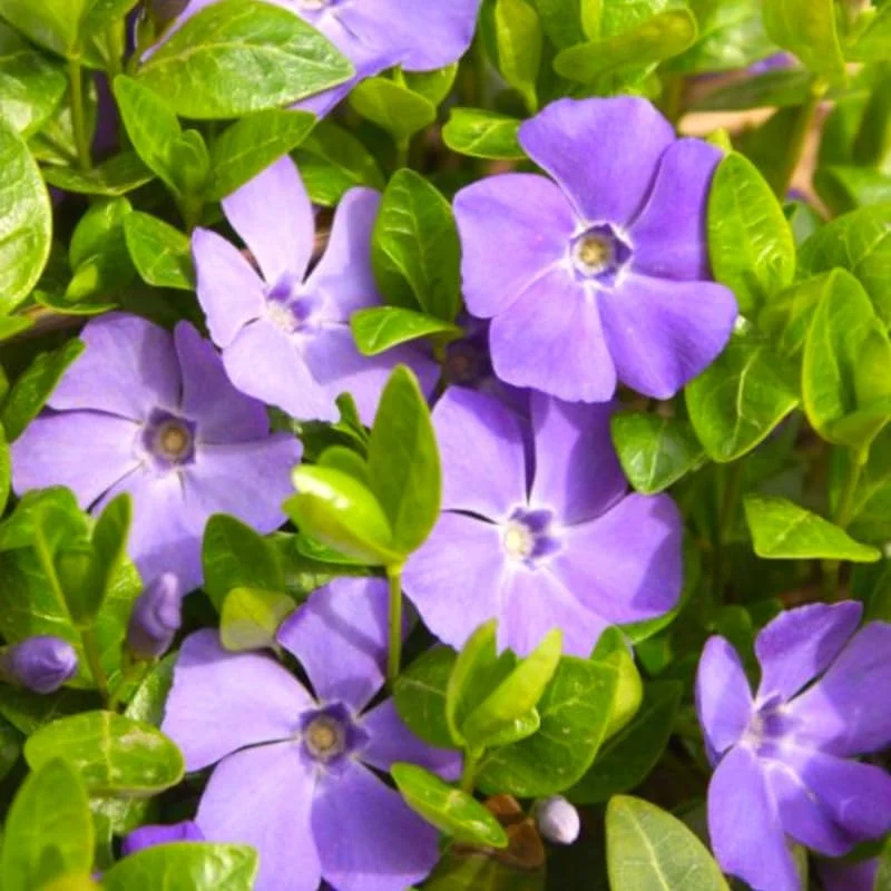 Pack 04 of Vinca Minor Plants Live, Creeping Periwinkle Plants Live, Vinca Minor Live Plant Indoor, 3 to 6 Inches Tall, Purple Vinca Plant Pot, Ground Cover Plant Live In 4 Inches Pot