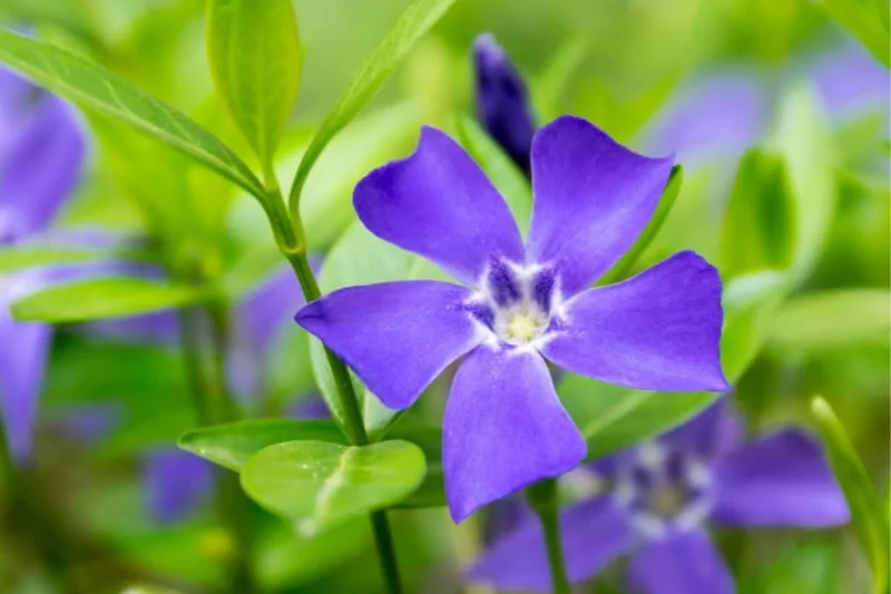 Pack 04 of Vinca Minor Plants Live, Creeping Periwinkle Plants Live, Vinca Minor Live Plant Indoor, 3 to 6 Inches Tall, Purple Vinca Plant Pot, Ground Cover Plant Live In 4 Inches Pot