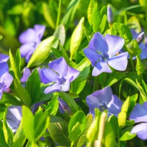 Pack 04 of Vinca Minor Plants Live, Creeping Periwinkle Plants Live, Vinca Minor Live Plant Indoor, 3 to 6 Inches Tall, Purple Vinca Plant Pot, Ground Cover Plant Live In 4 Inches Pot