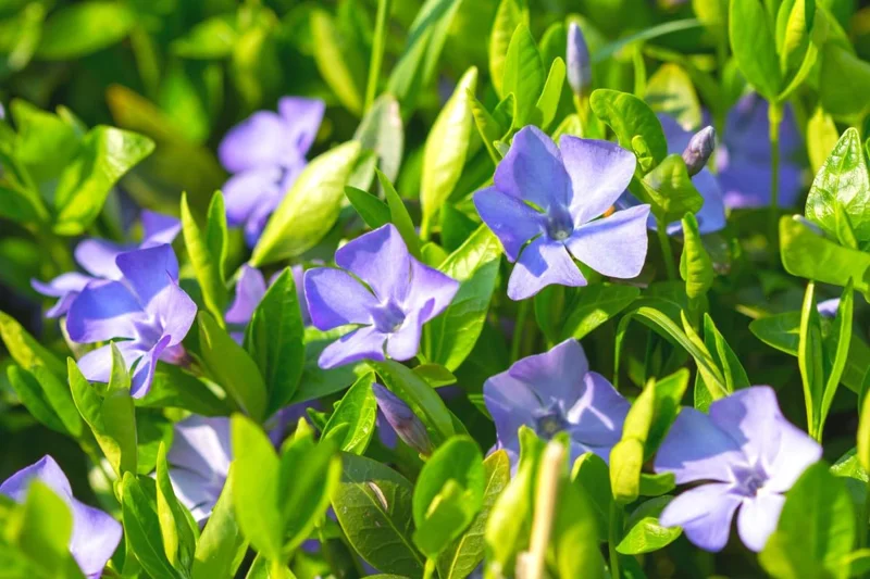 Pack 04 of Vinca Minor Plants Live, Creeping Periwinkle Plants Live, Vinca Minor Live Plant Indoor, 3 to 6 Inches Tall, Purple Vinca Plant Pot, Ground Cover Plant Live In 4 Inches Pot
