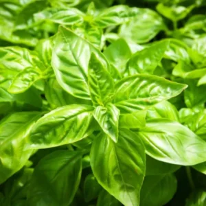 04 Large Leaf Basil Plants, Sweet Basil Plants, 3 Inc Potted, Live Basil Plants, Basil Live Plants, 3 to 5 Inches Tall, Basil Starter Plant Indoor Outdoor