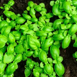 04 Large Leaf Basil Plants, Sweet Basil Plants, 3 Inc Potted, Live Basil Plants, Basil Live Plants, 3 to 5 Inches Tall, Basil Starter Plant Indoor Outdoor