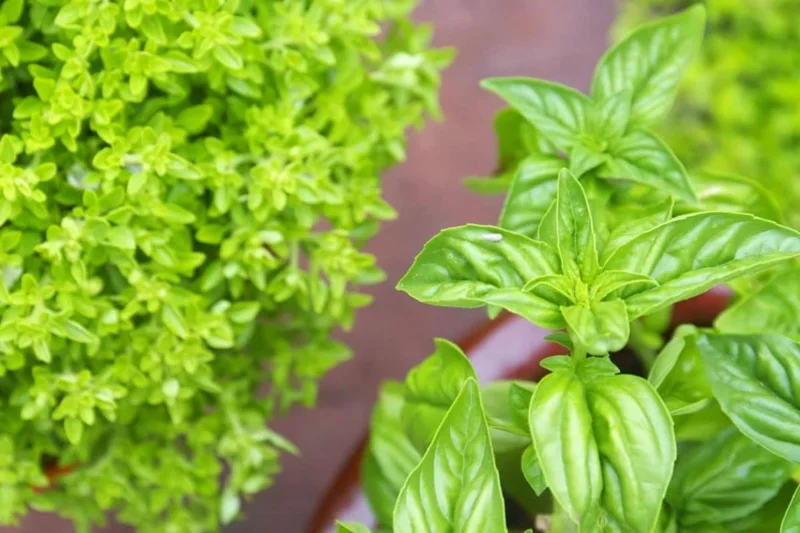 Set 6 Sweet Basil Plants Live, Basil Live Plant, Large Leaf Basil Plants, Basil Plant Pot, Basil Herb Plant, 3 to 5 Inc Tall in 3 Inc Pot