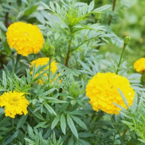 4 Yellow Marigold Live Plants, Marigold Plants Live Potted, 4 Inc Pot, Marigold Flowers Live Plants, between 4 and 8 Inches Long, Live Marigold Plants, Easy to Plant, Marigold Flower Plants