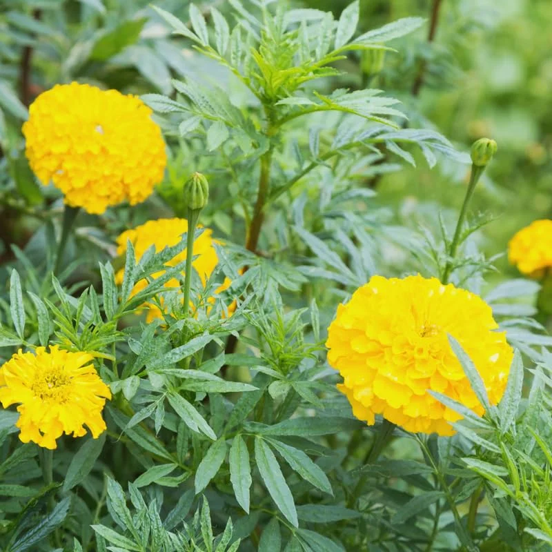 4 Yellow Marigold Live Plants, Marigold Plants Live Potted, 4 Inc Pot, Marigold Flowers Live Plants, between 4 and 8 Inches Long, Live Marigold Plants, Easy to Plant, Marigold Flower Plants