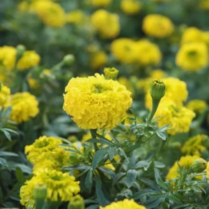 Pack 4 Marigold Live Plants, Yellow Marigold Plants Pot, 4 to 8 Inches in Height, Marigold Flowers Live Plants, 4 Inc Potted, Live Marigold Plants