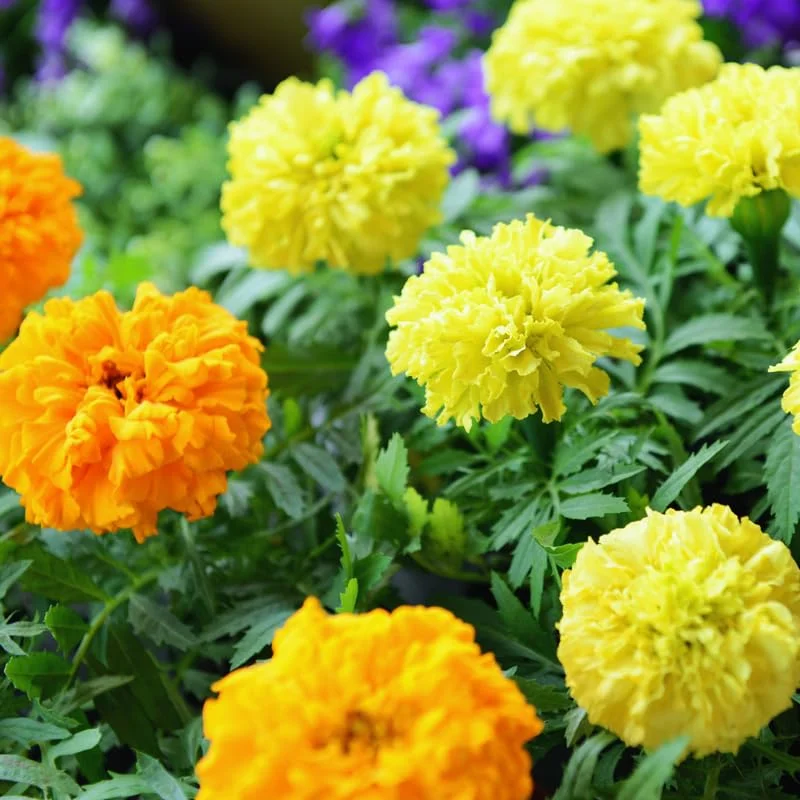 4 Yellow Marigold Plants, Marigold Plants Live Potted, 4 Inc Pot, Marigold Flowers Live Plants, between 4 and 8 Inches Long, Live Marigold Plants Indoor Outdoor, Marigold Live Plants