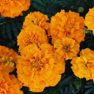 4 Orange Marigold Live Plants, Marigold Plants Live Potted, Marigold Flowers Live Plants, between 4 and 8 Inches Long, 4 Small Plants Live