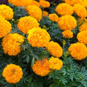 4 Orange Marigold Live Plants, Marigold Plants Live Potted, Marigold Flowers Live Plants, between 4 and 8 Inches Long, 4 Small Plants Live