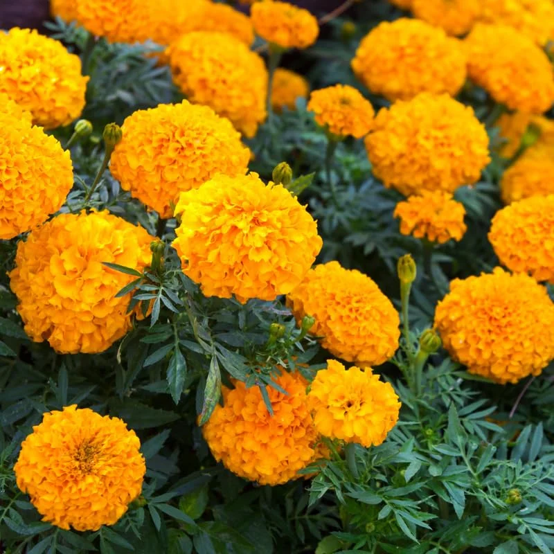 4 Orange Marigold Live Plants, Marigold Plants Live Potted, Marigold Flowers Live Plants, between 4 and 8 Inches Long, 4 Small Plants Live
