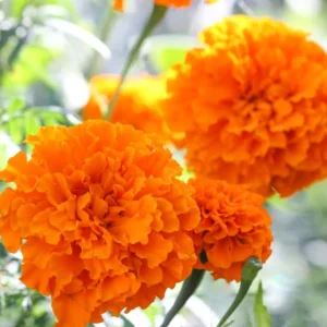 4 Marigold Plants, Orange Marigold Live Plants, Marigold Plants Live Potted, Marigold Flowers Live Plants, 4 Inc Potted, Live Marigold Plants, 4 to 7 Inc Tall