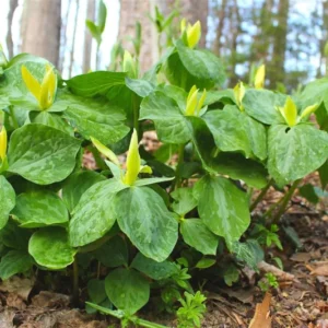 10 Trillium Roots, Mix Trillium Bulbs, Trillium Flower Bulbs, Yellow Red White Trillium Flower Bulbs for Gardening, Large Roots