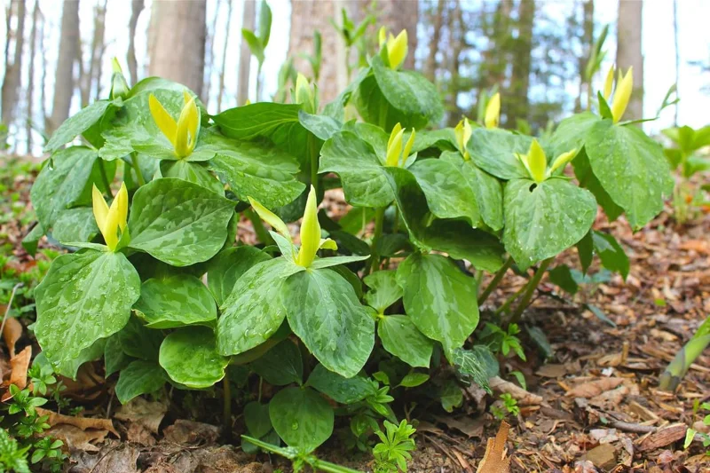 10 Trillium Roots, Mix Trillium Bulbs, Trillium Flower Bulbs, Yellow Red White Trillium Flower Bulbs for Gardening, Large Roots