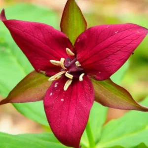 10 Trillium Roots, Mix Trillium Bulbs, Trillium Flower Bulbs, Yellow Red White Trillium Flower Bulbs for Gardening, Large Roots