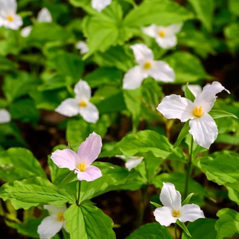 10 Trillium Roots, Mix Trillium Bulbs, Trillium Flower Bulbs, Yellow Red White Trillium Flower Bulbs for Gardening, Large Roots