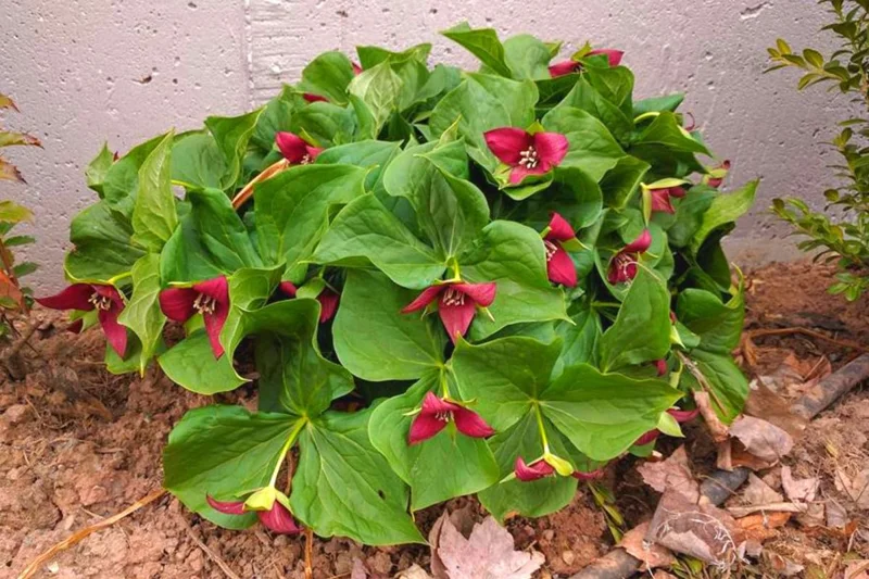 10 Trillium Roots, Mix Trillium Bulbs, Trillium Flower Bulbs, Yellow Red White Trillium Flower Bulbs for Gardening, Large Roots
