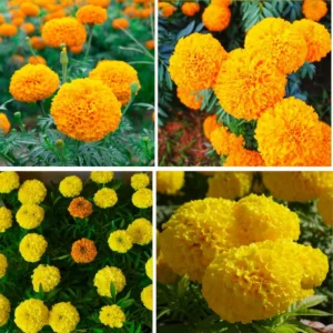 Yellow and Orange Marigold Plants Live, 4 Mix Marigold Live Plants Potted, 4 Inc Pot, Marigold Flowers Live Plants, 4 to 8 Inc Tall, Live Marigold Plants for Growing, Easy to Plant