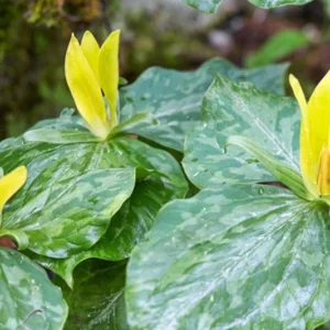 20 Trillium Roots, Mix Trillium Bulbs, Trillium Flower Bulbs, Yellow Red White Trillium Flower Bulbs for Gardening, Large Roots, Easy to Plant