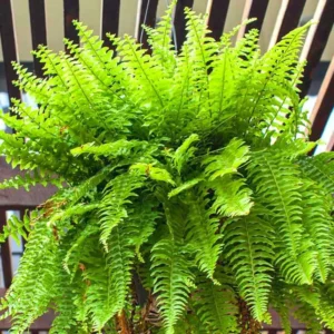 20 Cinnamon Fern Plants Live, Fern Live Plants Indoor, 4 to 7 Inches Tall, 20 Bare Roots, Ferns Live Plants Outdoor