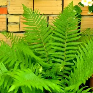 20 Cinnamon Fern Plants Live, Fern Live Plants Indoor, 4 to 7 Inches Tall, 20 Bare Roots, Ferns Live Plants Outdoor