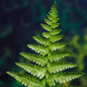 10 Fern Live Plants Indoor, Lady Fern Plants Live, 4 to 6 Inches Tall, Ferns Live Plants Outdoor, 10 Bare Roots, Ready to Plant