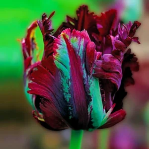 25 Mix Tulip Bulbs for Fall Planting, Tulip Flower Bulbs, Large Bulbs, Tulip Bulbs for Growing Indoor Outdoor